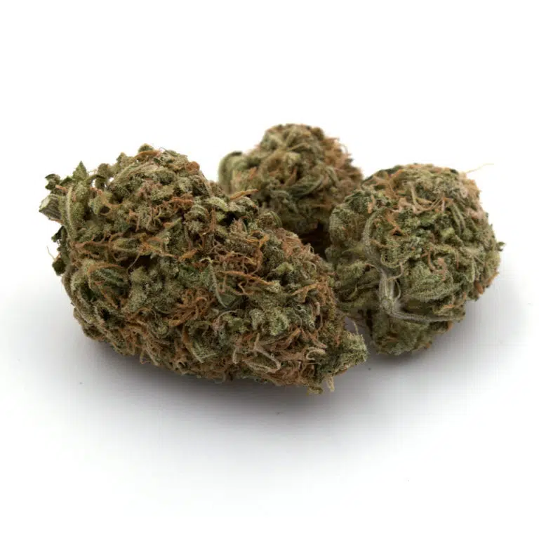 Dutch Cheese Cannabis Strain